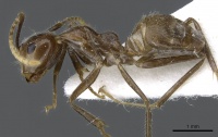 Camponotus belumensis casent0905897 p 1 high.jpg