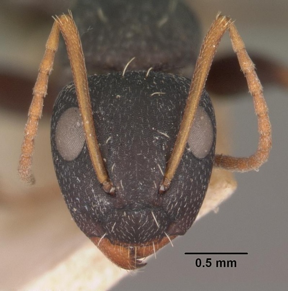 File:Camponotus grandidieri casent0102452 head 1.jpg