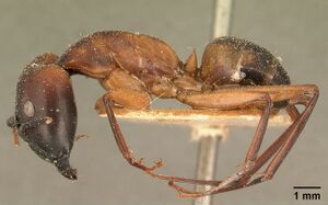 Camponotus maculatus casent0101096 profile 1.jpg