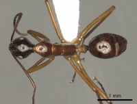 Camponotus panamensis casent0280320 d 1 high.jpg