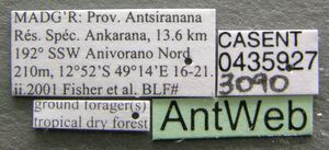 Cataulacus oberthueri casent0435927 label 1.jpg
