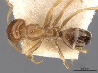 Dorymyrmex caretteoides casent0909733 d 1 high.jpg