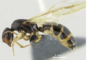 Klimes-mcarthur-2014-myrm-news-15Camponotus-aruensisQ1.jpg