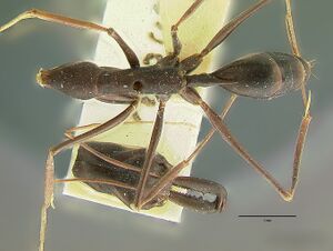 Odontomachus opaculus had.jpg