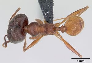 Pheidole ajax casent0178234 dorsal 1.jpg