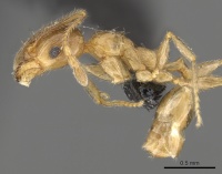 Pheidole capensis casent0901306 p 1 high.jpg