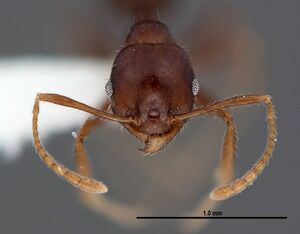 Pheidole dwyeri fmnhins0000083048 h 1 high.jpg