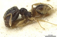 Pheidole minima casent0913352 p 1 high.jpg