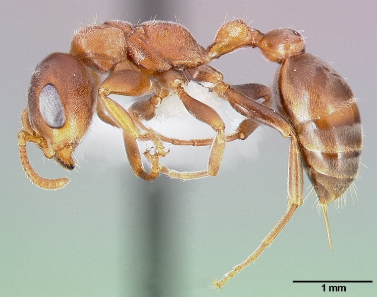 File:Pseudomyrmex ferrugineus casent0005785 profile 1.jpg