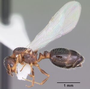 Temnothorax texanus casent0104062 profile 2.jpg