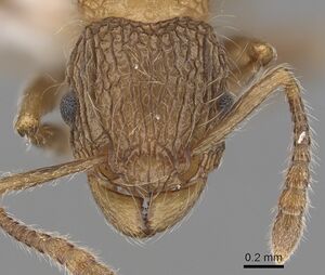 Tetramorium capillosum casent0405973 h 1 high.jpg