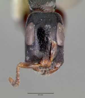 Tetraponera nitida castype06947 head 1.jpg