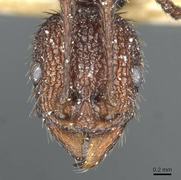 File:A. relicta epinotalis casent0913122 h 1 high.jpg