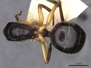 Camponotus walkeri casent0910406 d 1 high.jpg