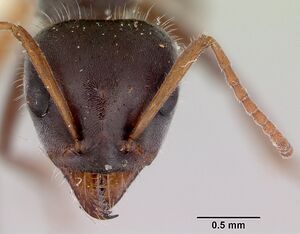 Iridomyrmex anteroinclinus casent0172045 head 1.jpg