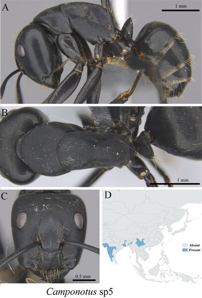 File:Liu, C. et al. 2020. Ants of the Hengduan Mountains, Figure 30, Camponotus sp5.jpg