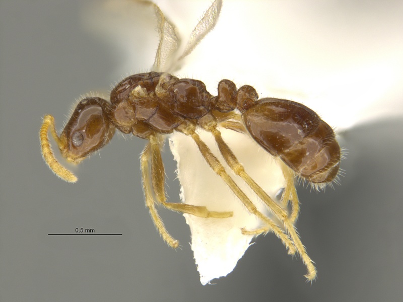 File:MCZ-ENT00032615 Monomorium talbotae hal.jpg