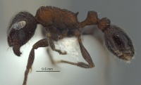 MCZ-ENT00512615 Tetramorium oculatum hal 5.jpg