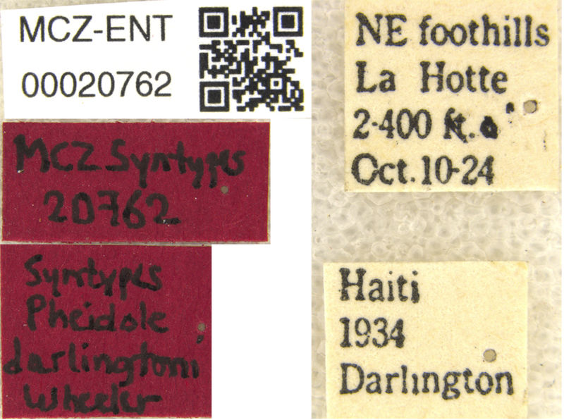 File:MCZENT00020762 Pheidole darlingtoni label.jpg