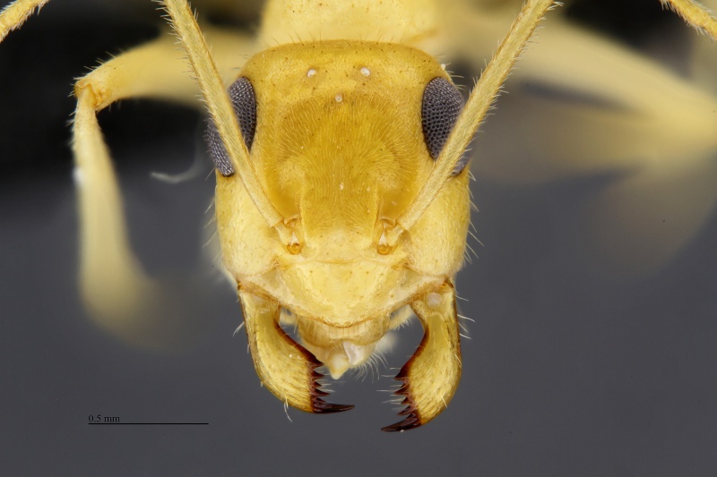 File:MCZ ENT Myrmecocystus testaceus hef4.jpg