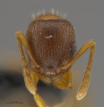 Mcz-ent00668396 Temnothorax rugatulus hef.jpg