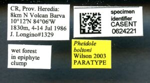 Pheidole boltoni casent0624221 l 1 high.jpg