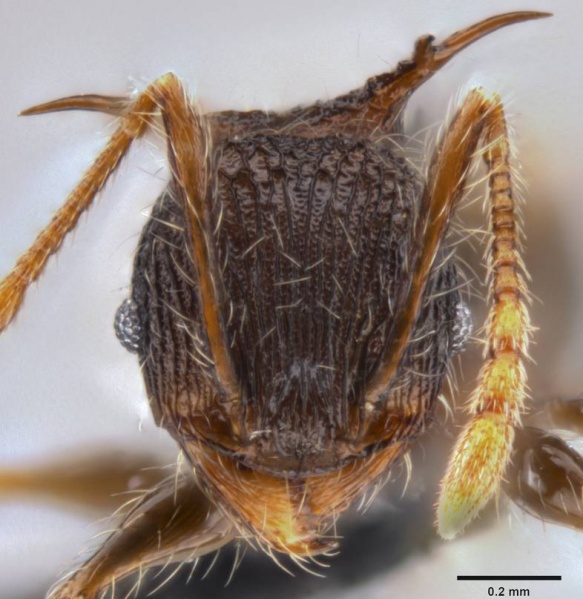 File:Pheidole cervicornis casent0199287 h 1 high.jpg