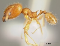 Pheidole epiphyta casent0608898 p 1 high.jpg