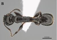 Temnothorax elmenshawyi F1b.jpg