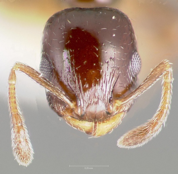 File:Temnothorax whitfordi casent0005934 head 1.jpg