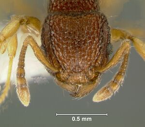 Tetramorium-khnumH8.jpg