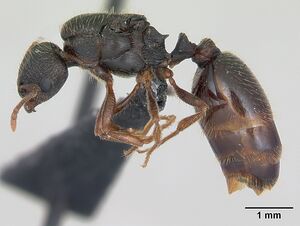 Tetramorium impurum casent0173869 profile 1.jpg