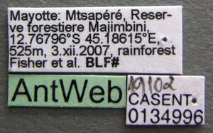 Tetramorium kelleri casent0134996 label 1.jpg