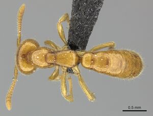 Adetomyrma bressleri casent0205995 d 1 high.jpg