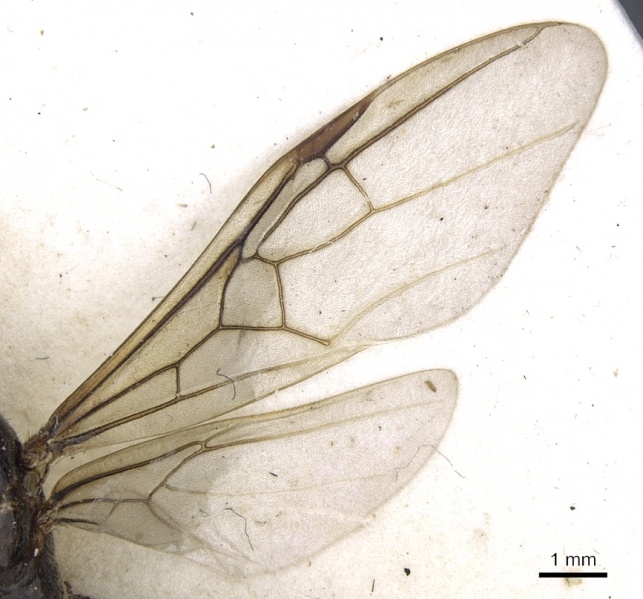 File:Anonychomyrma gigantea casent0902990 p 2 high.jpg