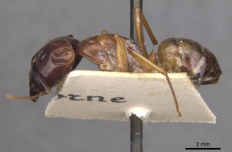 File:Camponotus aequatorialis casent0910041 p 1 high.jpg