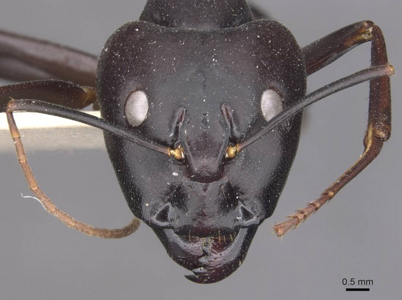 File:Camponotus autrani casent0910084 h 1 high.jpg