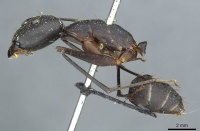 Camponotus heros casent0911949 p 1 high.jpg