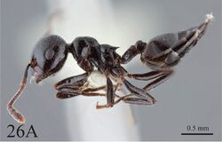 Crematogaster aberrans F26a.jpg