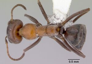 Iridomyrmex mimulus casent0172051 dorsal 1.jpg