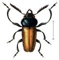 Labidostomis taxicornis.jpg