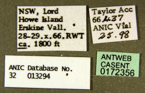 Monomorium fieldi casent0172356 label 1.jpg