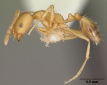 Monomorium pharaonis casent0104095 profile 1.jpg