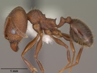 Pheidole cockerelli casent0102872 profile 1.jpg