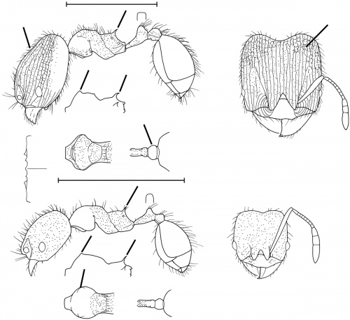 Pheidole xyston Wilson 2003.jpg