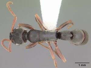 Platythyrea mocquerysi casent0102996 dorsal 1.jpg