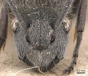 Polyrhachis lata casent0905580 h 1 high.jpg