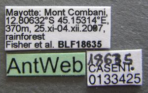 Tetramorium kelleri casent0133425 label 1.jpg