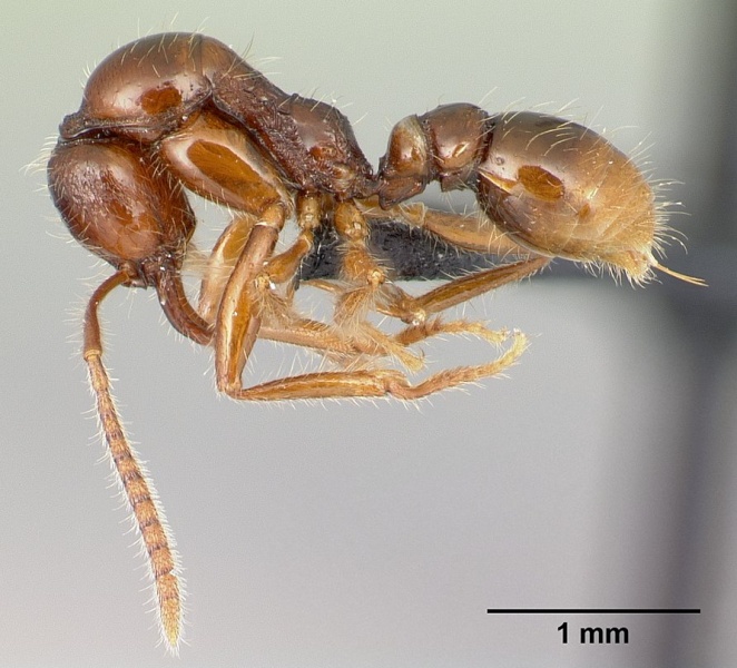 File:Anomalomyrma boltoni casent0217032 p 1 high.jpg