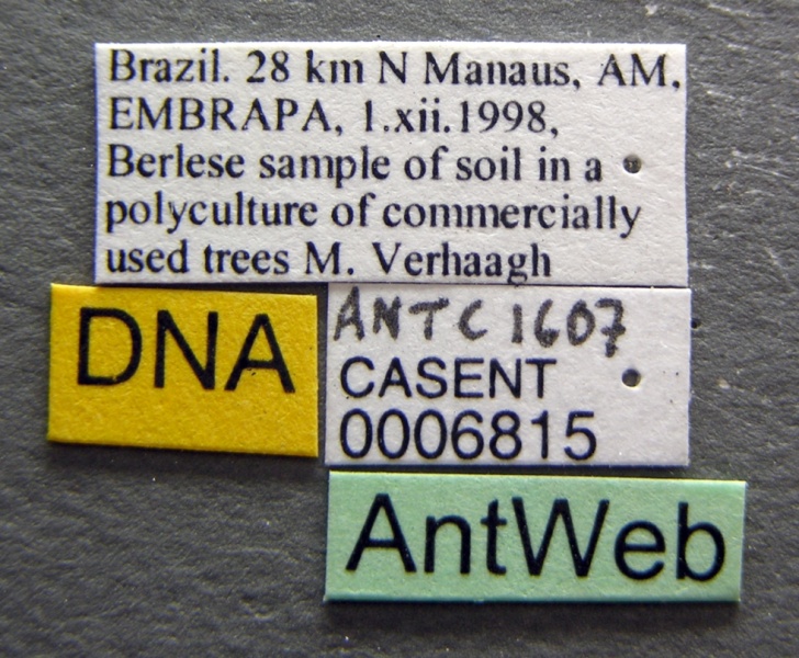 File:Asphinctanilloides amazona casent0006815 label 1.jpg